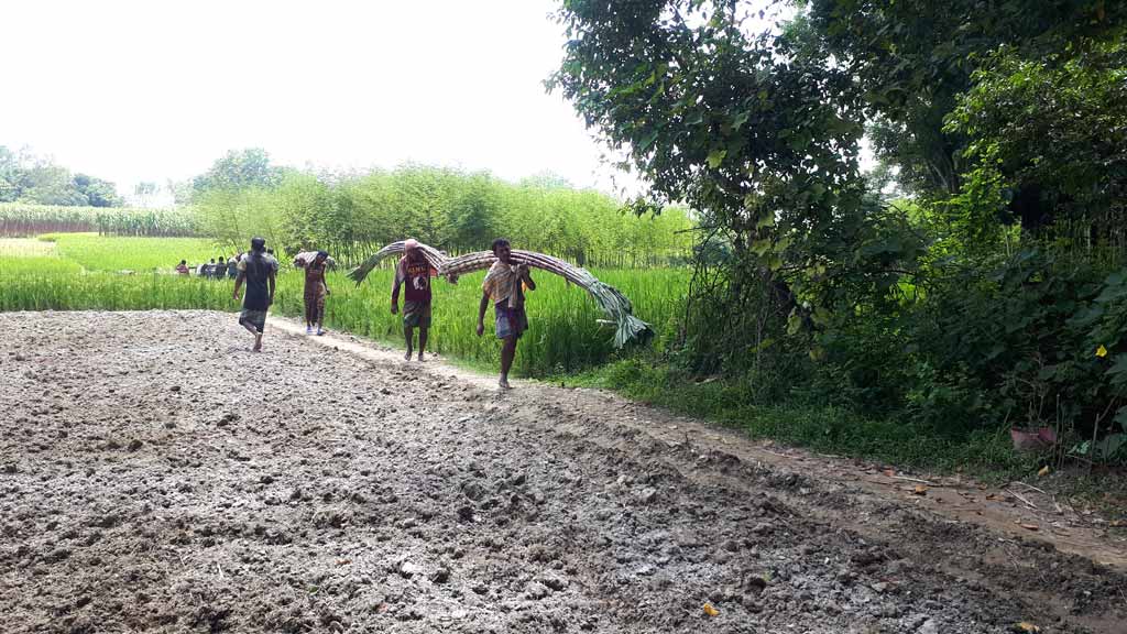 আখ চাষিদের লাভের অংশ চলে যাচ্ছে পাইকারদের পকেটে