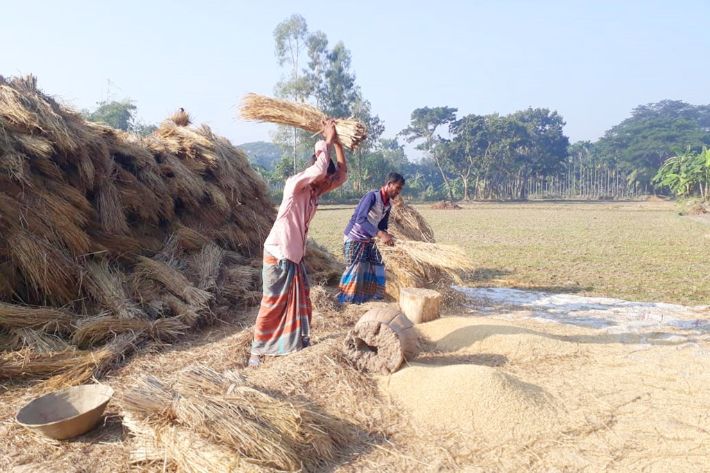 আমনের ভালো ফলনে কৃষকের মুখে হাসি। আবহাওয়া অনুকূলে থাকায় নিরাপদে ধান ঘরে তুলছেন তাঁরা। কোদালিয়া, পাকুন্দিয়া, কিশোরগঞ্জ, ৭ ডিসেম্বর ২০২২। ছবি: শাখাওয়াত হোসেন রিদয়