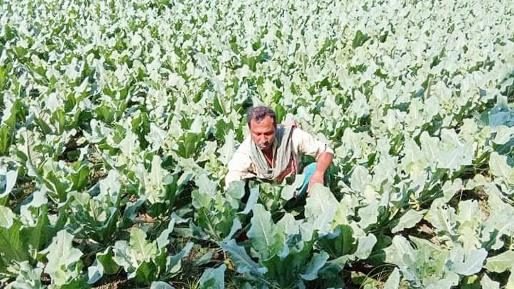 দিন দিন বাড়ছে ‘নিরাপদ সবজি গ্রামের’ সবজির চাহিদা 