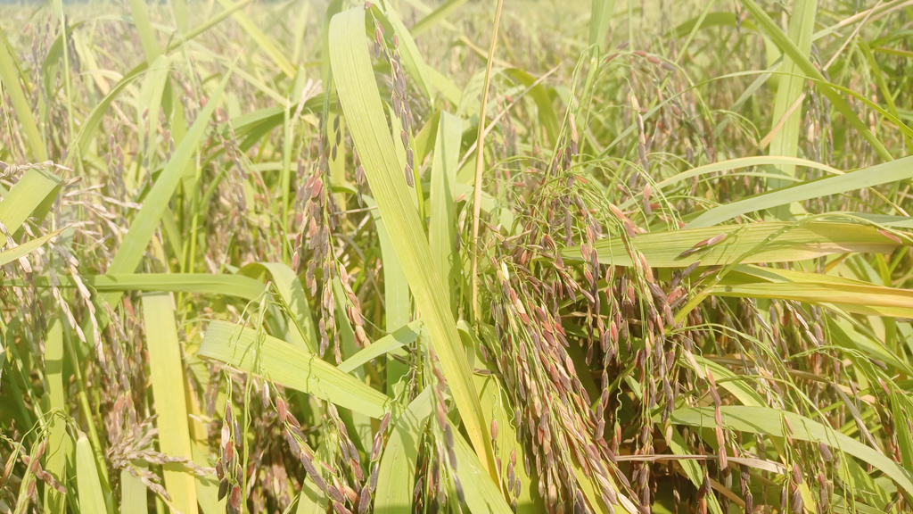 ৭ বিঘায় কালো ধান চাষ