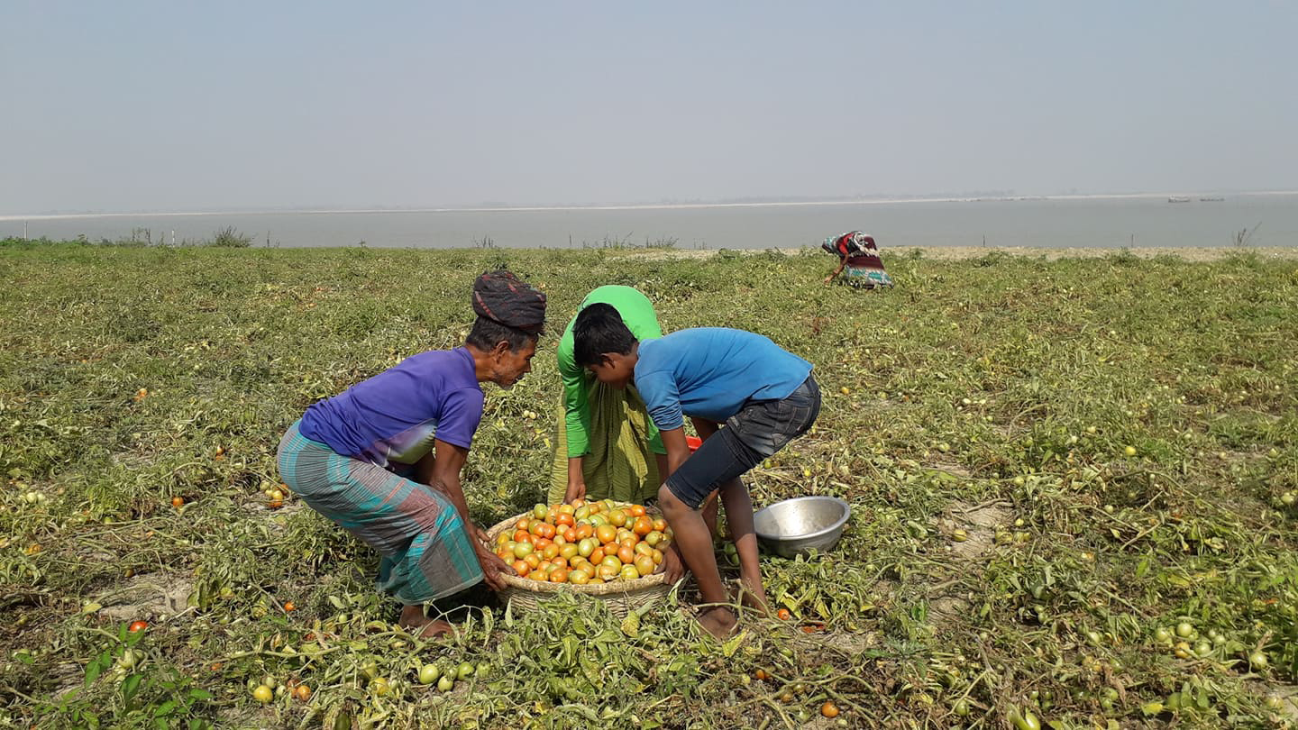 পচন রোগে লোকসানের শঙ্কা