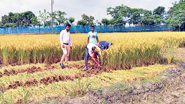 ৮০ শতাংশ ধান কাটা সম্পন্ন