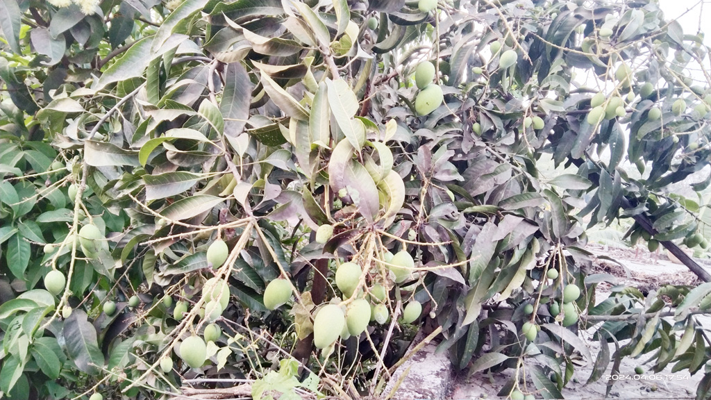 গাছে গাছে এসেছে আমের গুটি। পাটকেলঘাটার আমতলাডাঙ্গা বাগান, সাতক্ষীরা, ৭ এপ্রিল ২০২৪ । ছবি: মুজিবুর রহমান