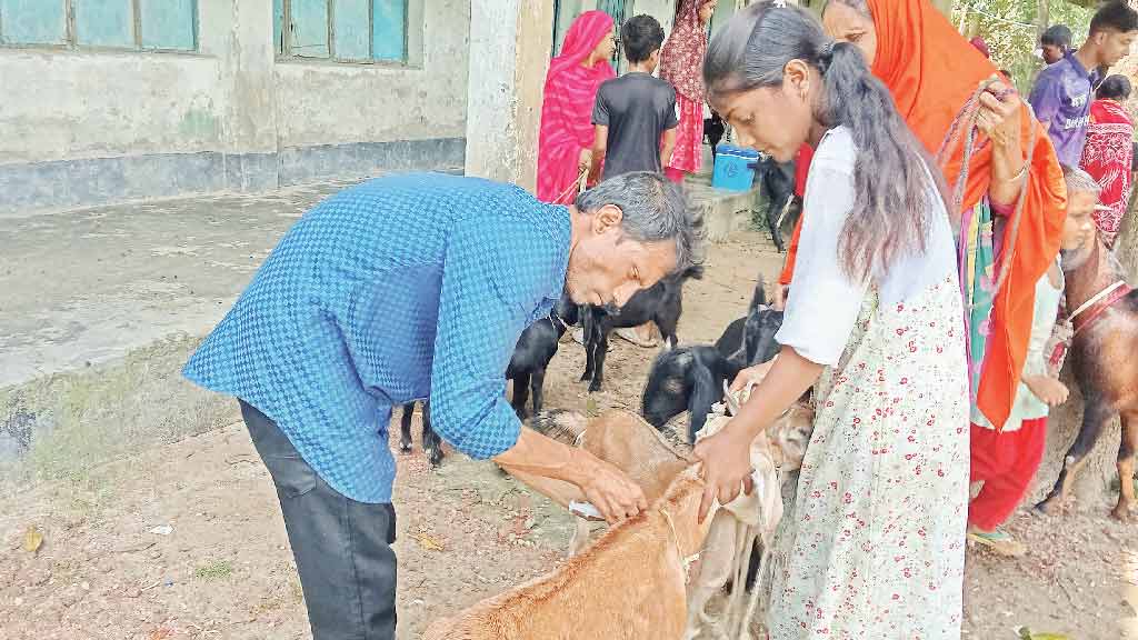 এক সিরিঞ্জে অসংখ্য ছাগল-ভেড়াকে পিপিআর টিকাদান