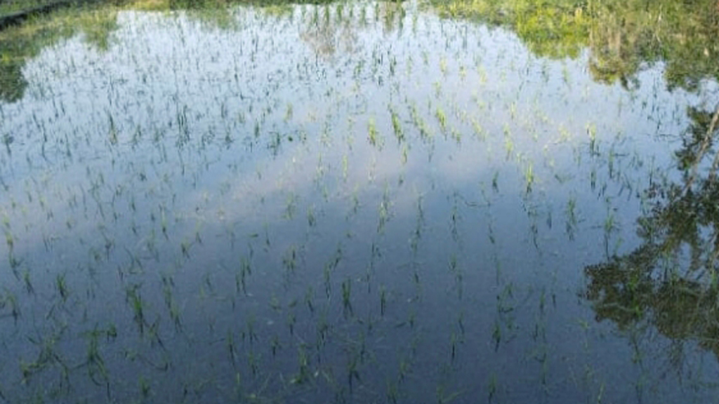 পচে যাচ্ছে ধানের চারা