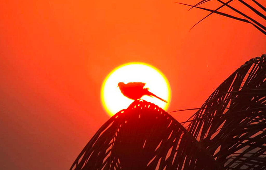 দিনের ছবি (১৯ নভেম্বর ২০২৪)