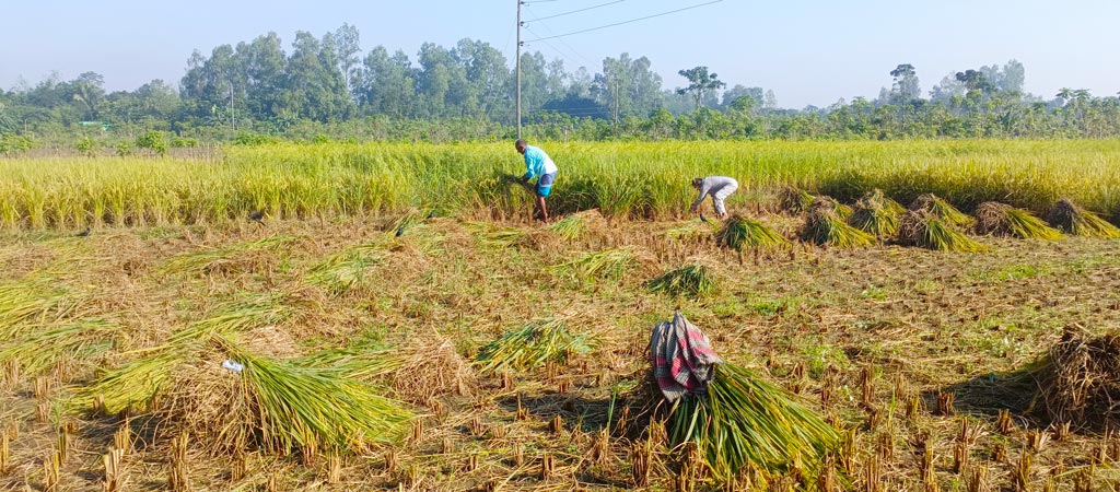 চলরায়পুরার বেশ কিছু এলাকার চাষিরা আগাম জাতের আমন ধান কাটা ও মাড়াই শুরু করেছেন। কৃষক আবদুর রহমান কয়েকজনকে নিয়ে পাকা ধান কাটছেন। রায়পুরার মুছাপুরের পূর্বহরিপুর গ্রাম থেকে তোলা, নরসিংদী, ৭ নভেম্বর ২০২৪। ছবি: হারুনূর রশিদ