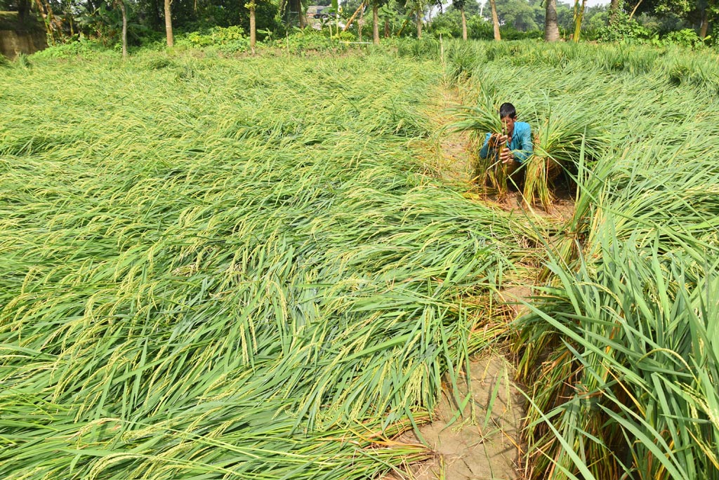 কয়েক দিন টানা বৃষ্টি ও ঝোড়ো হাওয়ায় আমন ধান জমিতে নুয়ে পড়েছে। কৃষকে এই ধানের গাছ আঁটি করে বেঁধে দিচ্ছেন। পবা উপজেলা হড়গ্রাম ইউনিয়নের আলীগঞ্জ এলাকা থেকে তোলা, রাজশাহী, ২৮ অক্টোবর ২০২৪। ছবি: মিলন শেখ