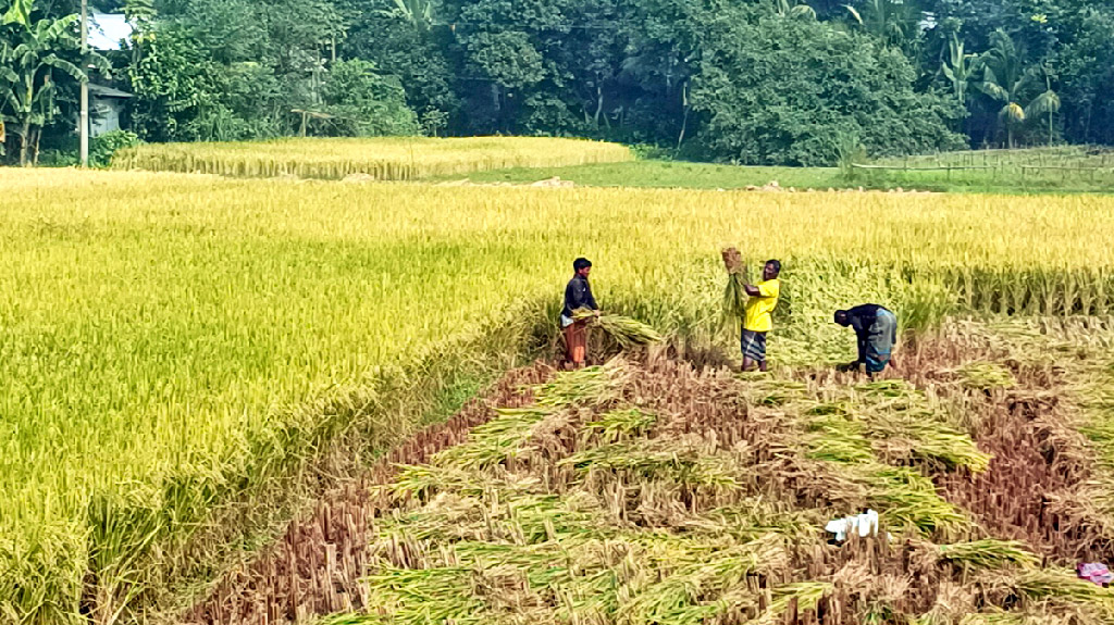 হেমন্তের শিশিরসিক্ত সকালে ধান কাটায় ব্যস্ত কৃষকেরা। এই ধান কাটাকে কেন্দ্র করেই সূচনা হয় নবান্ন উৎসবের। সাটুরিয়া উপজেলার ধুল্লা এলাকা থেকে তোলা, মানিকগঞ্জ, ১৪ নভেম্বর ২০২৪। ছবি: আব্দুর রাজ্জাক