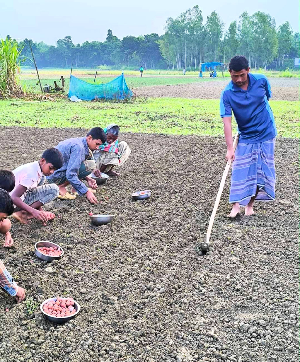 কিছু কিছু আগাম জাতের আমন ধান কাটা হয়েছে। ওই সব জায়গা ফাঁকা হয়ে যাওয়ায় জমি প্রস্তুত করে আগাম জাতের আলু চাষে ব্যস্ত সময় কাটাচ্ছেন কৃষকেরা। মানিকগঞ্জ জেলার শিবালয় উপজেলা এলাকা থেকে তোলা, ৭ নভেম্বর ২০২৪। ছবি: মো. আব্দুর রাজ্জাক