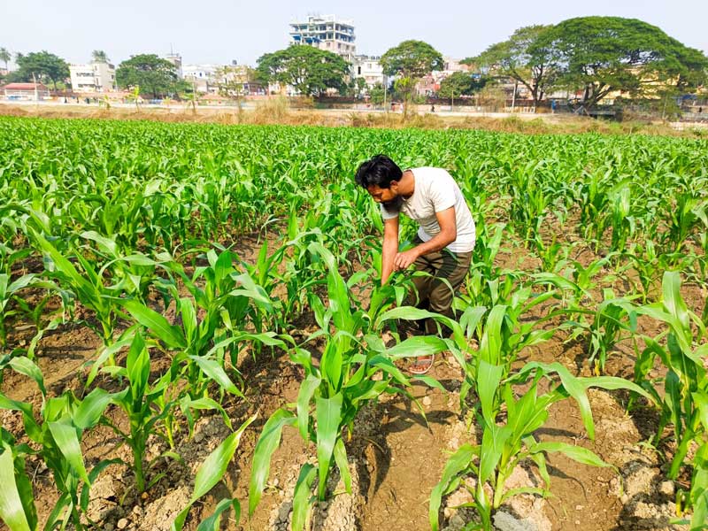 পদ্মা নদীতে চরে জেগেছে। সেখানে ভুট্টার চাষ করা হয়েছে। সেই গাছের পরিচর্যা করছেন এক কৃষক। নগরের শ্রীরামপুর পদ্মা নদীর চর থেকে তোলা, রাজশাহী, ৩০ ডিসেম্বর ২০২৪। ছবি: মিলন শেখ