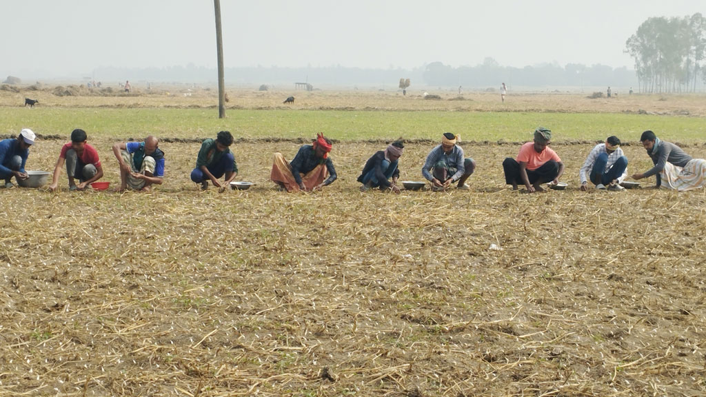 মাঠ থেকে আমন ধান কাটার পর আবার চাষের জন্য জমি প্রস্তুত করেছেন কৃষক। ওই জমিতে পারিশ্রমিকের বিনিময়ে রসুন রোপণ করে দিচ্ছেন কৃষি শ্রমিকেরা। চাটমোহর উপজেলার হরিপুর ইউনিয়নের হরিপুর ডাকাতের ভিটা বিল থেকে তোলা, পাবনা, ২৫ নভেম্বর ২০২৪। ছবি: শুভাশীষ ভট্টাচার্য্য তুষার