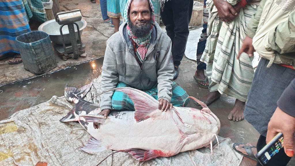 পদ্মায় ধরা পড়ল ৪৪ কেজির বাগাড়, বিক্রি ৪৮ হাজার টাকায়