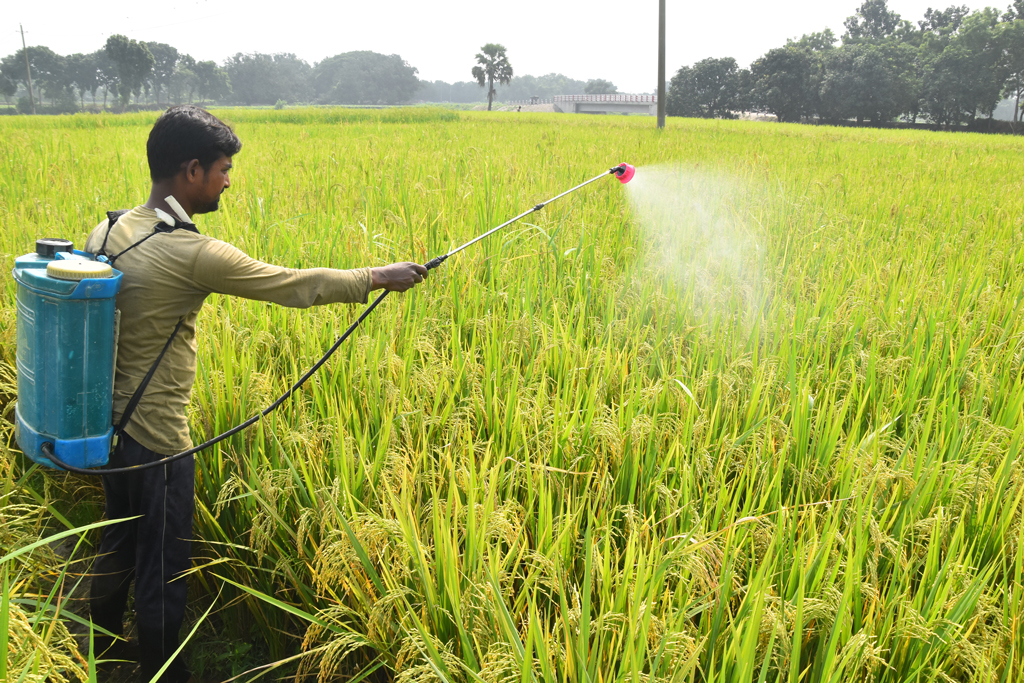 দিনের ছবি (৫ নভেম্বর ২০২৪)