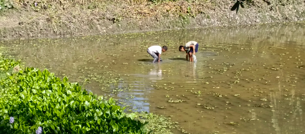 নদ-নদী, খাল-বিল থেকে বর্ষার পানি সরছে। অল্প পানিতে নেমে শালুক কুড়াচ্ছে দুই শিশু। রায়পুরার মুছাপুর তুলাতলি-গৌরিপুরা এলাকা থেকে তোলা, নরসিংদী, ১০ নভেম্বর ২০২৪। ছবি: হারুনূর রশিদ