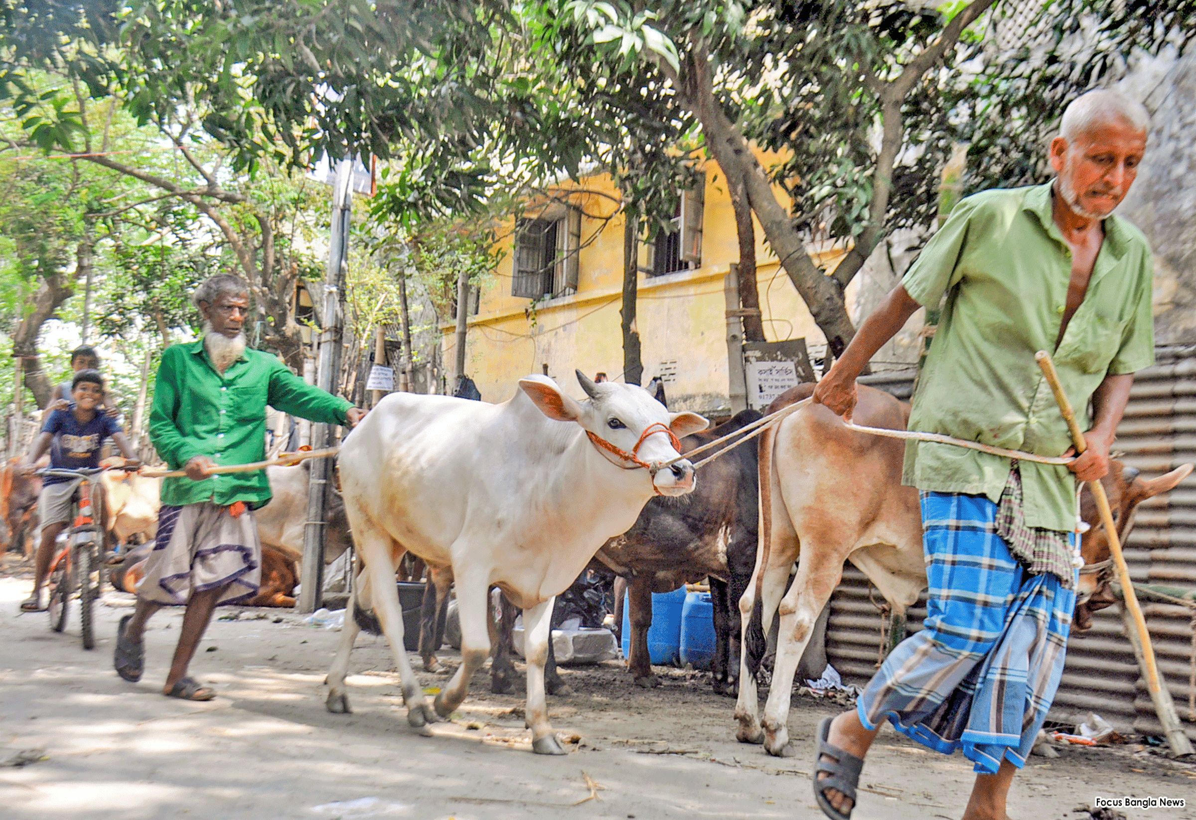 কোরবানির পশু পরিবহন: ভাড়া নিয়ে হতাশ পাইকারেরা
