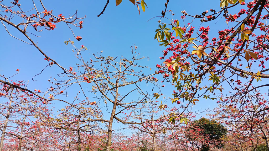 শিমুলের আভায় রাঙা মন মাটিতে ফুলের গালিচা