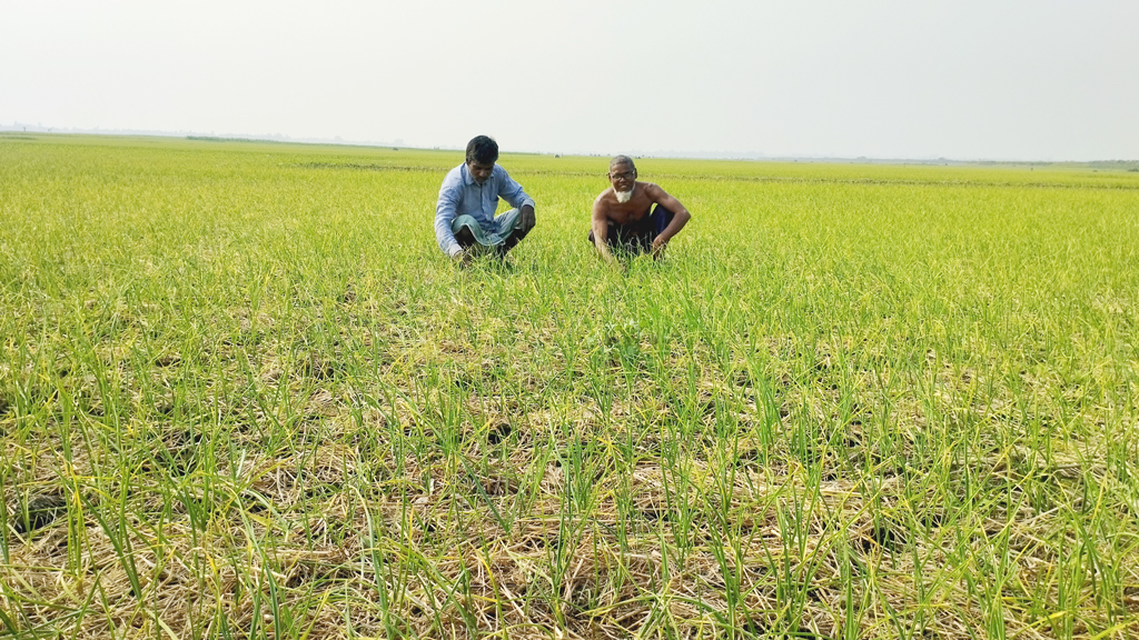 বিনা হালে রসুন আবাদ করে জমির পরিচর্যা করছেন দুই কৃষক। চাটমোহর উপজেলার দাঁথিয়াকড়রাপাড়া বিল, পাবনা, ২৬ ডিসেম্বর ২০২৩। ছবি: শুভাশীষ ভট্টাচার্য্য তুষার