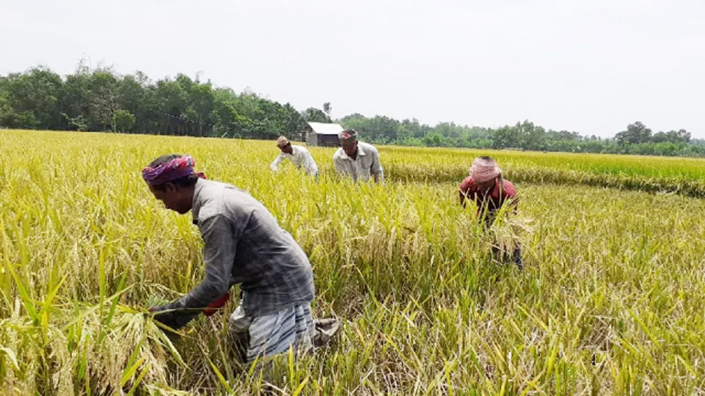 মধুপুরে কৃষিতে দুর্নীতি: কৃষি কর্মকর্তারাই ব্যবসায়ী