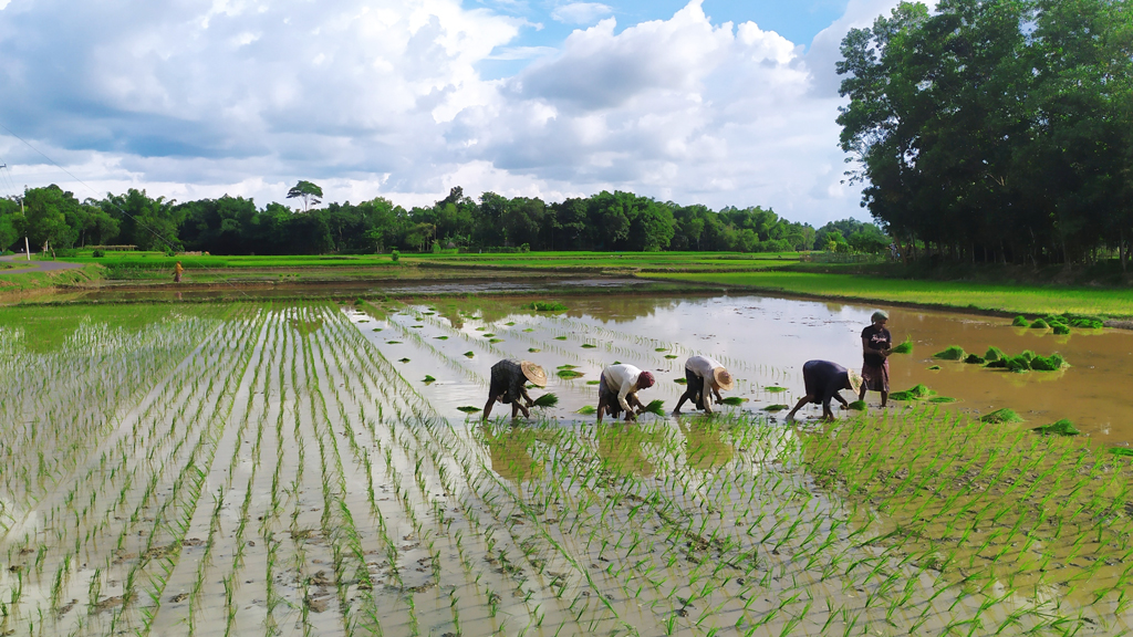 কমলগঞ্জে আমনের চারা রোপণের ধুম