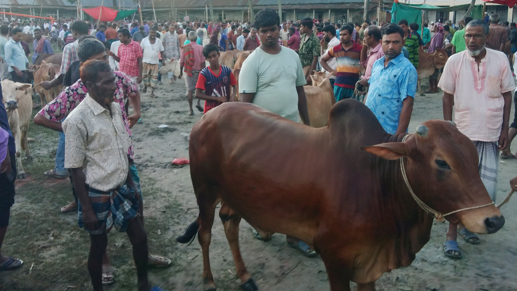 পশুর হাটে দালালের দৌরাত্ম্য