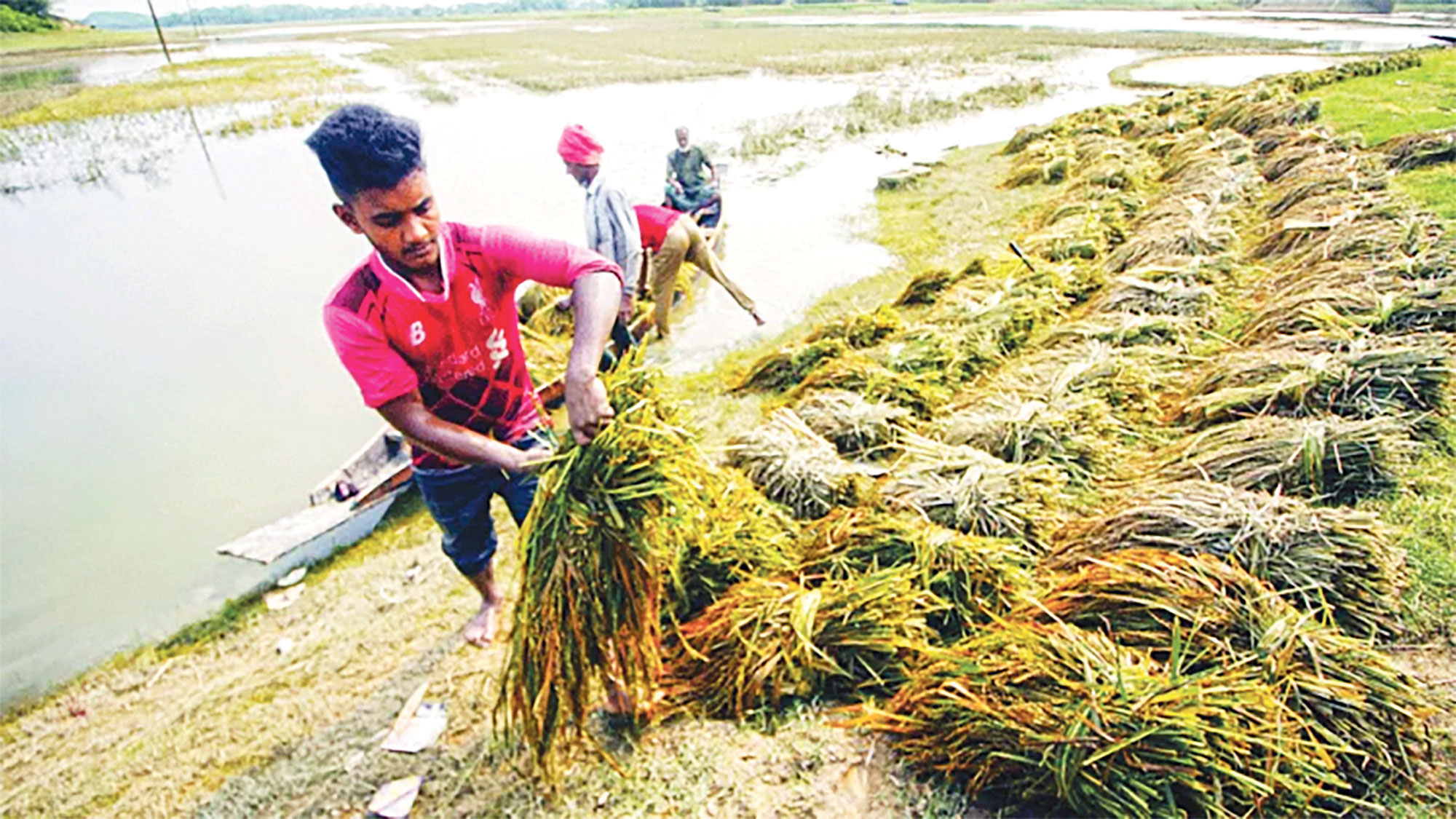 চৈত্রে বন্যা হাওরে চাষির কান্না