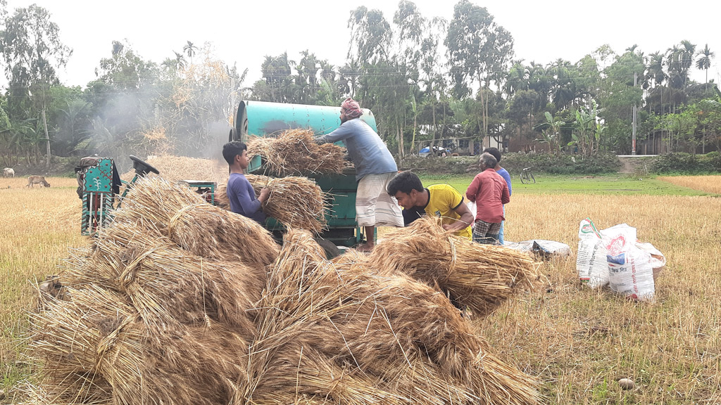 তেঁতুলিয়ায় গমের ফলন ভালো, দামে হতাশ চাষি