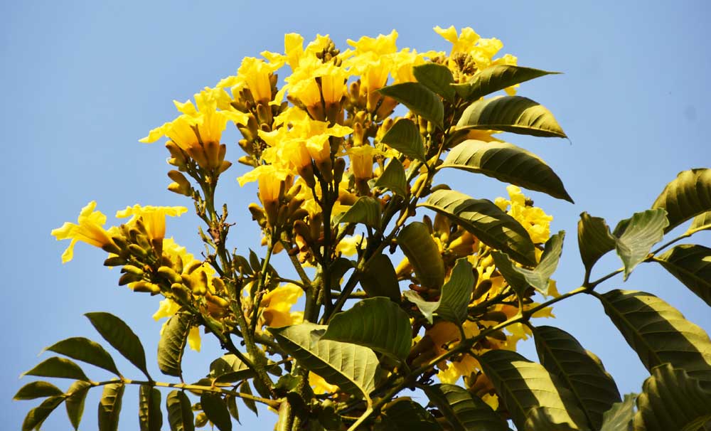 পথের ধারে মনোমুগ্ধকর হলদে চন্দ্রপ্রভা বা সোনাপাতি গাছে ফুল ফুটেছে। নগরীর ভেরিপাড়া এলাকা, রাজশাহী, ৫ এপ্রিল ২০২৪। ছবি: মিলন শেখ