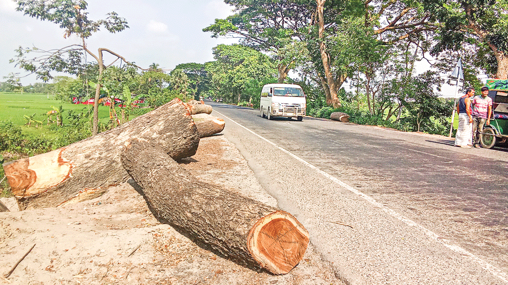 রাজশাহীতে গাছ কাটার মচ্ছব