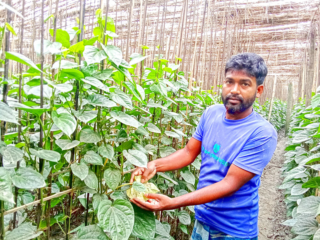 চিনিপোকায় সাবাড় মিষ্টিপান, কাজে আসছে না ওষুধ