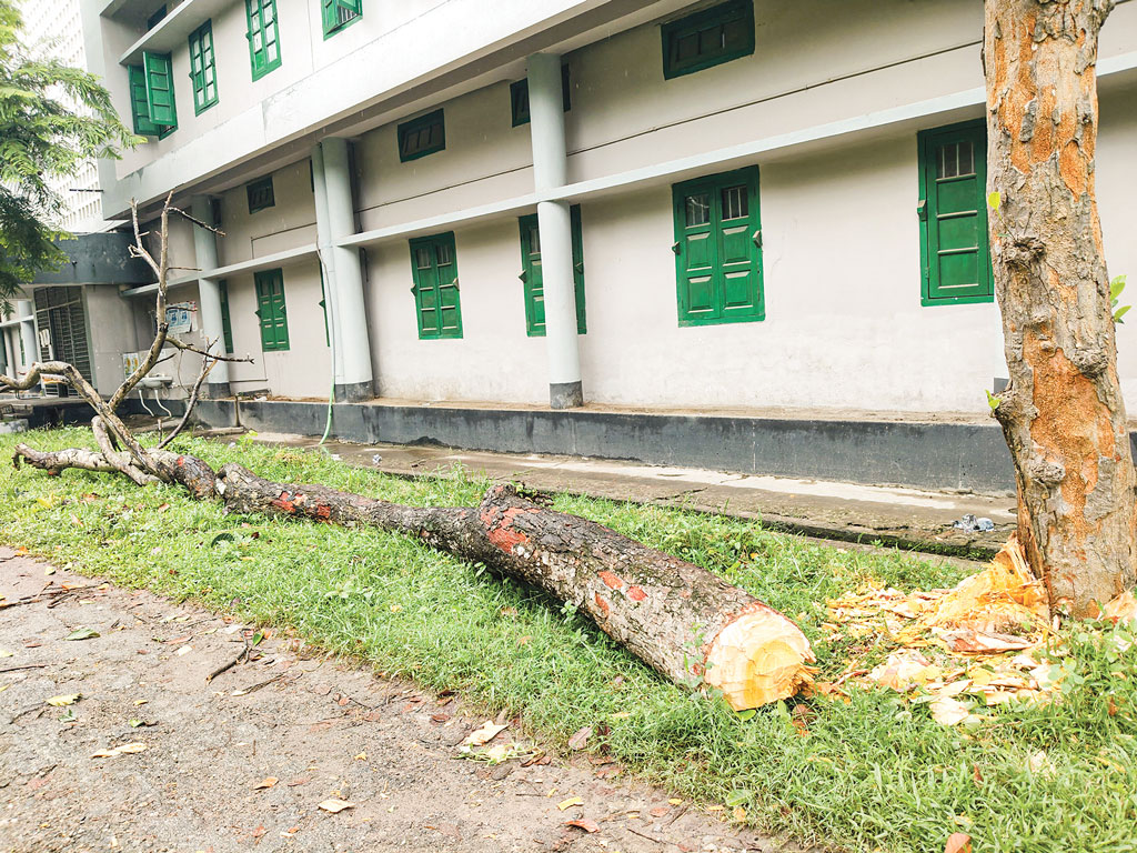 শিক্ষার্থীদের বাধায় রক্ষা পেল দুটি গাছ