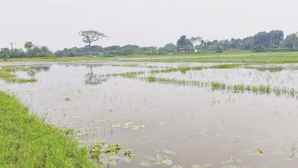 পানির নিচে ৫০০ বিঘা জমি