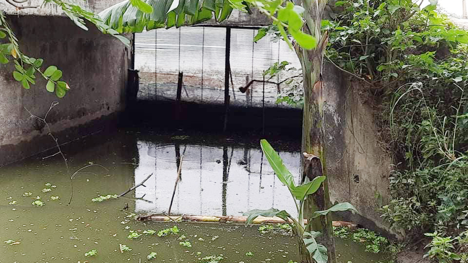 লোহার বাঁধে নষ্ট ধান