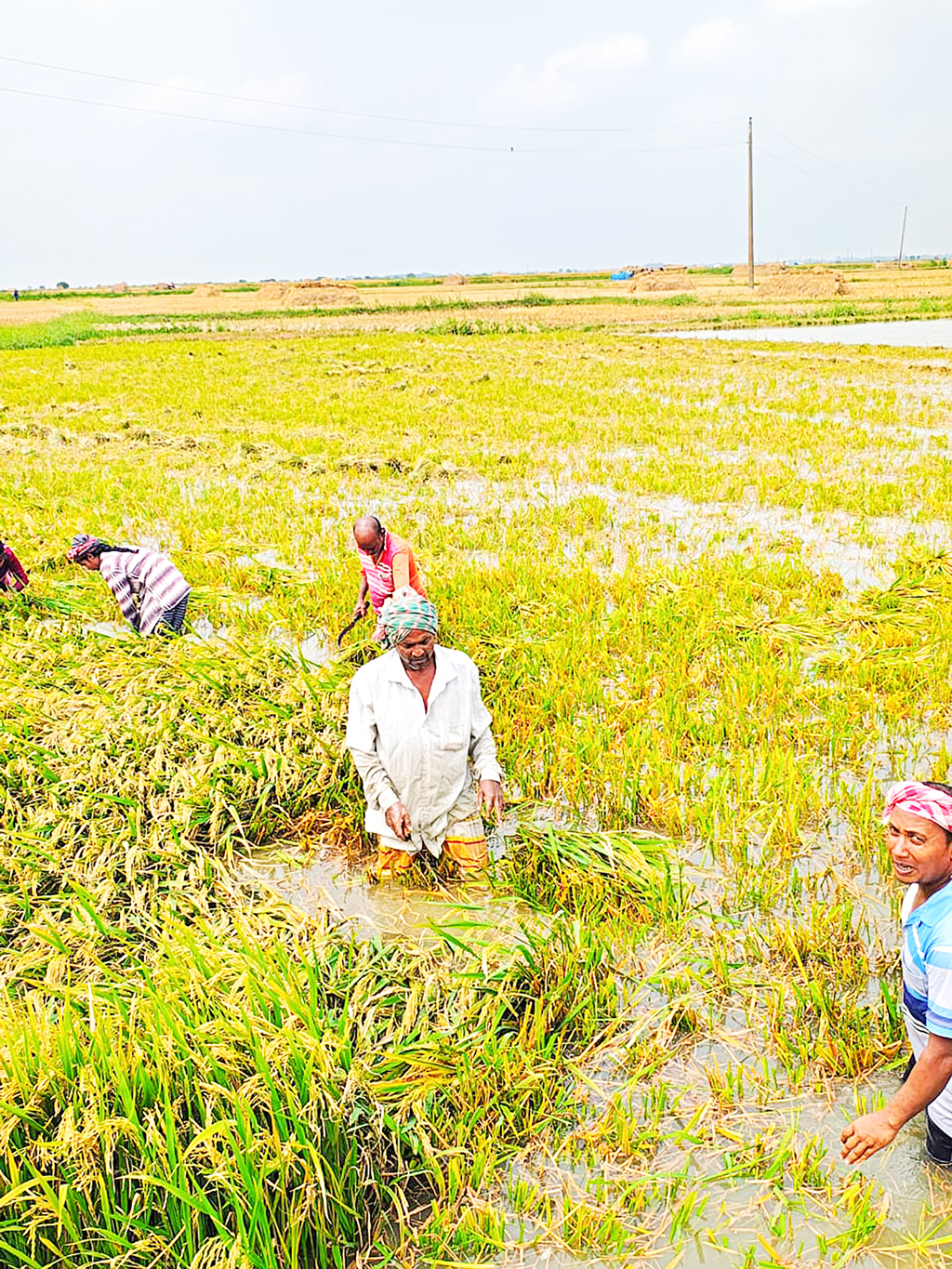 এবার বিলের ধানও ডুবল ঢলের পানিতে