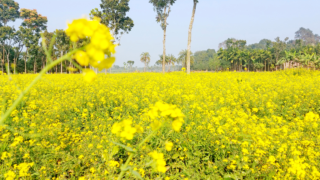 পুঠিয়ায় সরিষা চাষে রেকর্ড