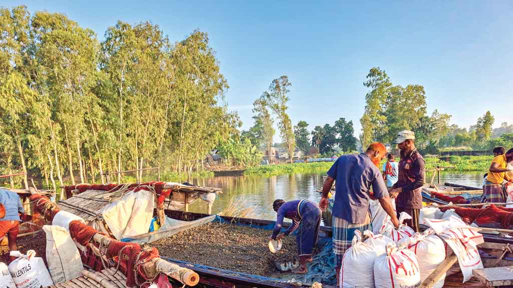 নির্বিচারে শামুক নিধন ঝুঁকিতে জীববৈচিত্র্য