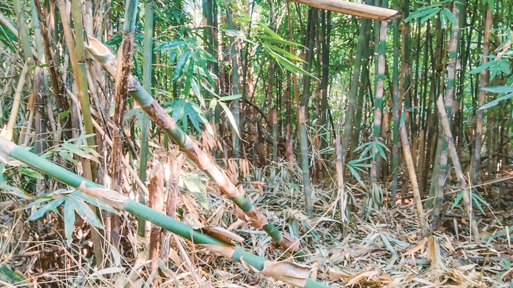 ২৩ বাঁশমহালের বাঁশ-বেত লুট