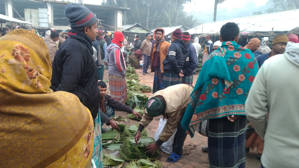 জমে উঠেছে পানের হাট। সপ্তাহের পাঁচ দিন এ হাট বসে। ভোর পাঁচটা থেকে শুরু হয়, সকাল না হতে না হতেই শেষ। দূর-দুরান্ত থেকে ব্যবসায়ীরা আসেন পান কিনতে। প্রতিদিন ১০-১৫ লাখ টাকার পান বেচা কেনা হয় হাটে। পাটকেলঘাটার কুমিরায় পানের হাট, সাতক্ষীরা। ছবি: মুজিবুর রহমান