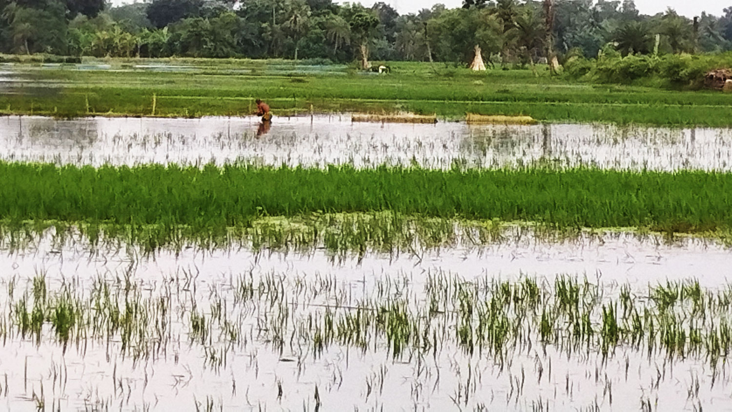 ভারী বর্ষণে ডুবল আমনের খেত