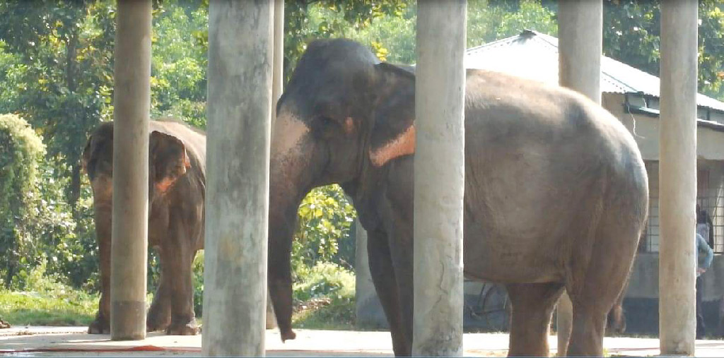 শ্রীপুরে সাফারি পার্কে হাতির মৃত্যু, তথ্য গোপন রেখেছে কর্তৃপক্ষ