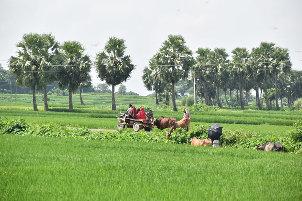 আমন ধানের পাতার রঙে সবুজ হয়ে উঠেছে মাঠ। মাঝখান দিয়ে চলে যাওয়া গ্রামীণ রাস্তা দিয়ে চলছে যাত্রী বোঝাই একটি ভ্যান। এদিকে রাস্তার পাশে ঘাস ও লতা-গুল্ম খাওয়ায় ব্যস্ত গরুর পাল। সব মিলিয়ে গ্রামীণ জীবনের এক চিরচেনা চিত্র। গোদাগাড়ী উপজেলার দোওপাড়া ইউনিয়নের ফুলবাড়ি গ্রাম, রাজশাহী, ৩ অক্টোবর ২০২৩। ছবি: মিলন শেখ