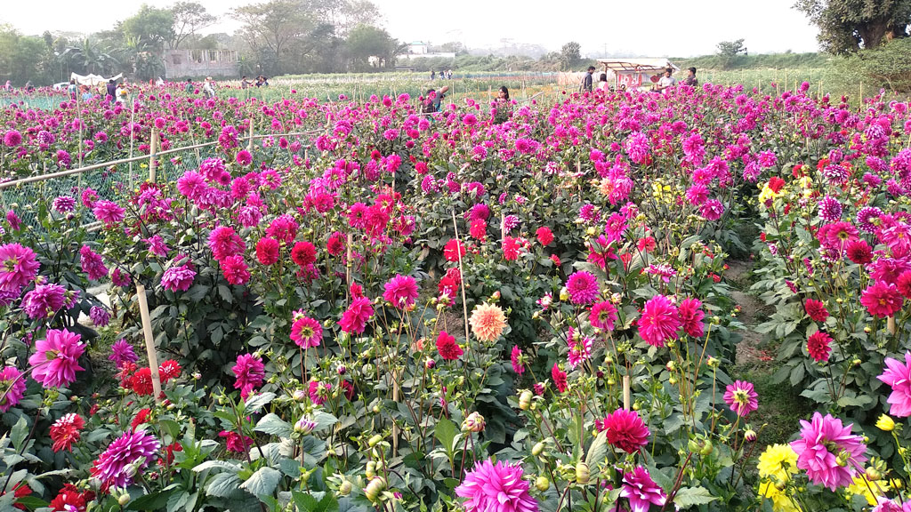 ফুল চাষে বদলে গেছে পুরো গ্রামের চিত্র