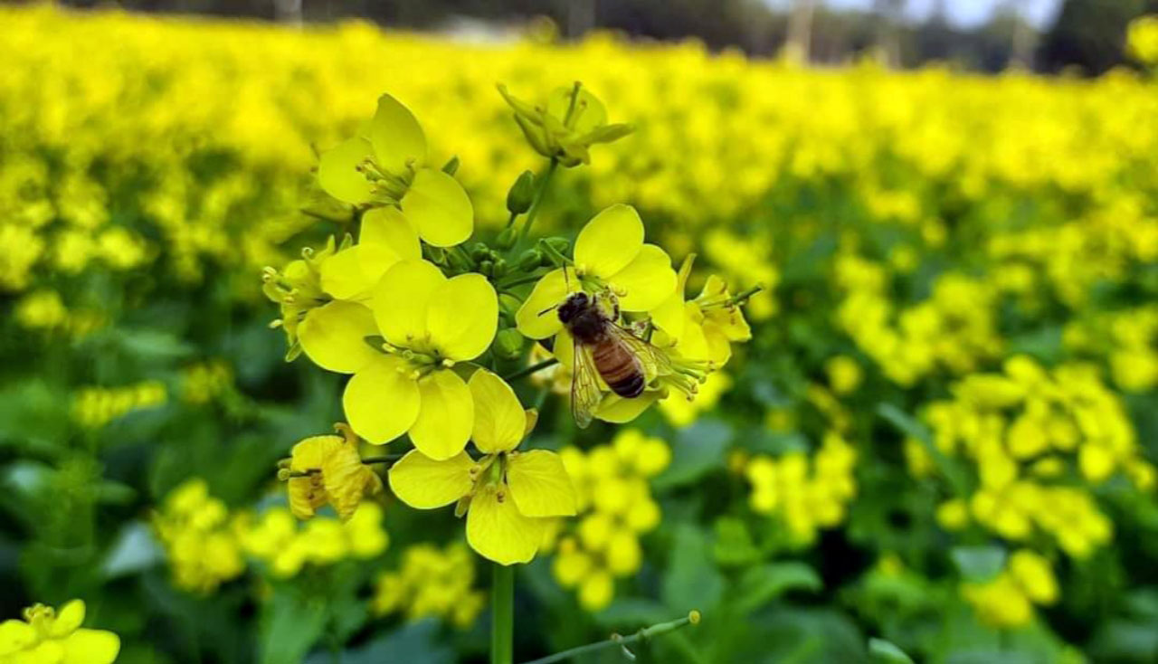 মিষ্টি রোদে সরিষা ফুলের বাতাসে দোল খাচ্ছে মৌমাছি। বাতাসের সঙ্গে দোল খেতে খেতে মধু সংগ্রহে ব্যস্ত মৌমাছি। ঝাঐল, কামারখন্দ, সিরাজগঞ্জ, ২৫ ডিসেম্বর ২০২২। ছবি: আব্দুল্লাহ আল মারুফ 