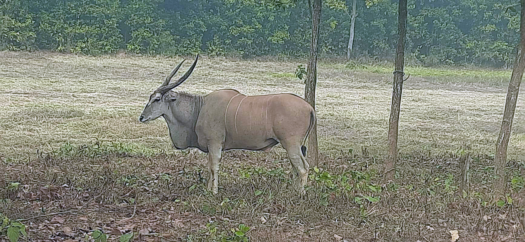 শেখ মুজিব সাফারি পার্কে দর্শণার্থীদের কাছে আকর্ষণের নাম কমনইল্যান্ড