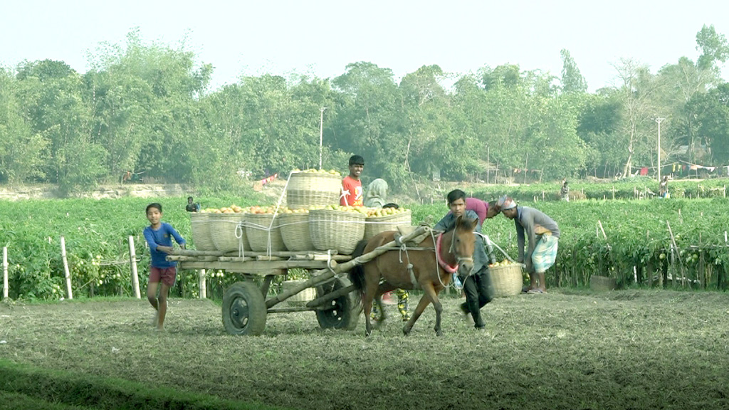 টমেটোর ফলন ও দাম ভালো, খুশি কৃষকেরা