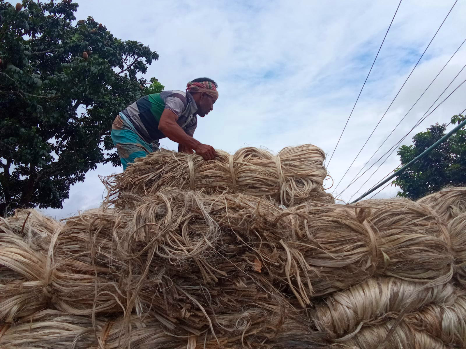 জাতীয় পাট দিবস: জেল্লা নেই সোনালি আঁশে