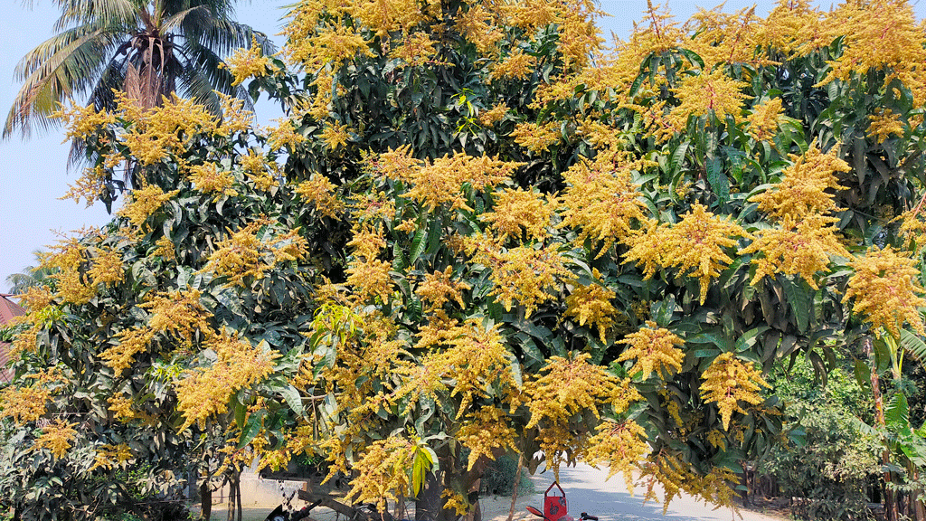 বাতাসে মুকুলের ম-ম গন্ধ