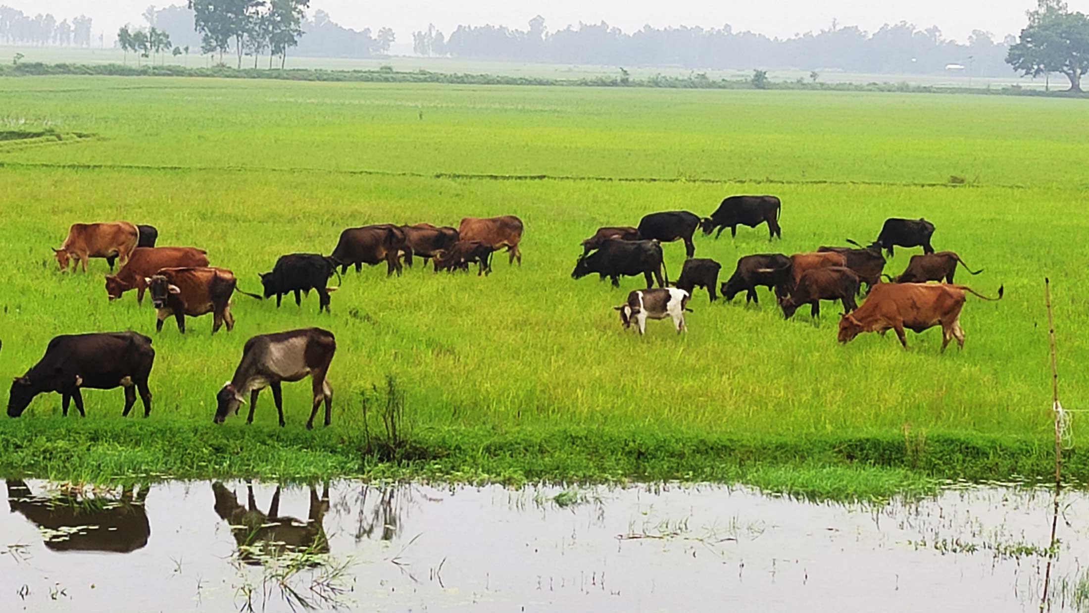 উল্লাপাড়ায় সবুজ ঘাসে ছেয়ে গেছে গবাদিপশুর চারণভূমি