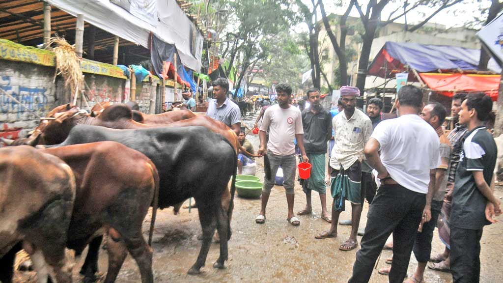 নির্দেশনা উপেক্ষিত, রাজধানীতে অবৈধ পশুর হাট