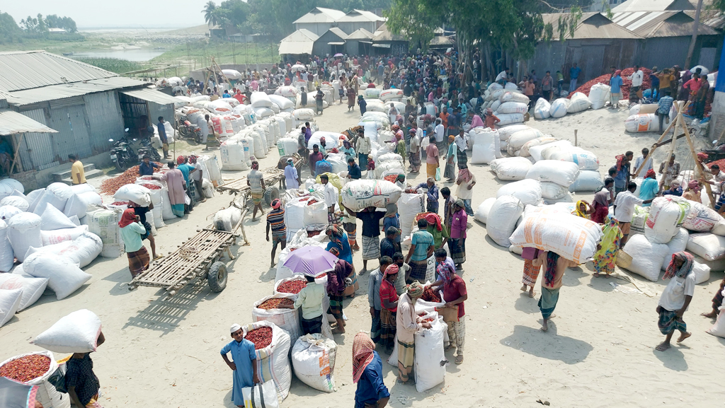 গাইবান্ধায় কোটি টাকার লাল মরিচের হাট